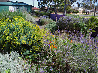 Herb & Salvia Propagation Workshop